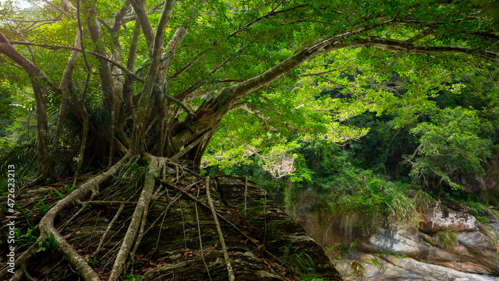 Taiwan, Hualien, Taroko, Scenic Area, Shakayu Creek, Big Tree, Boulder Taiwan, Hualien, Taroko, Scenic Area, Shakayu Creek, Big Tree, Boulder