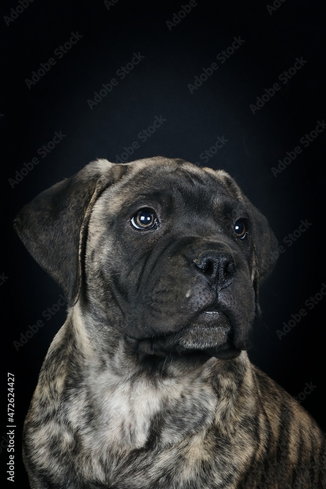 portrait of a puppy bullmastiff on black background