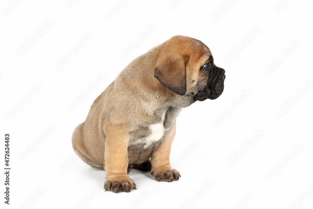 bullmastiff puppy isolated on white background 