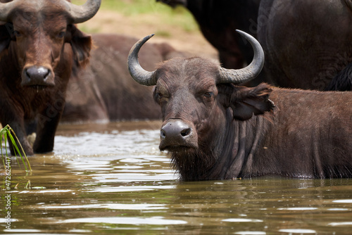 Beautiful portrait of a kaffir buffalo bathing in the kazinga channel of uganda bordering Queen Elizabeth National Park