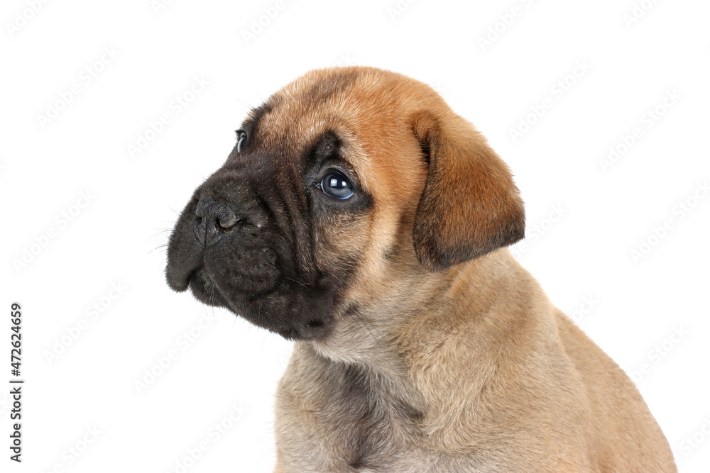 bullmastiff puppy isolated on white background bullmastiff puppy isolated on white background