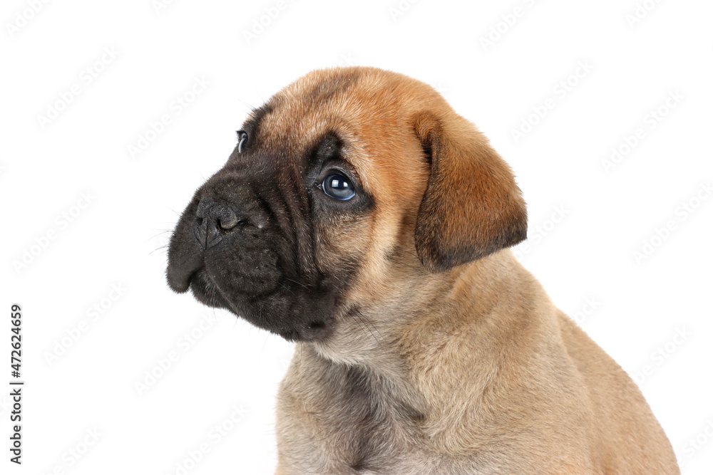 bullmastiff puppy isolated on white background 