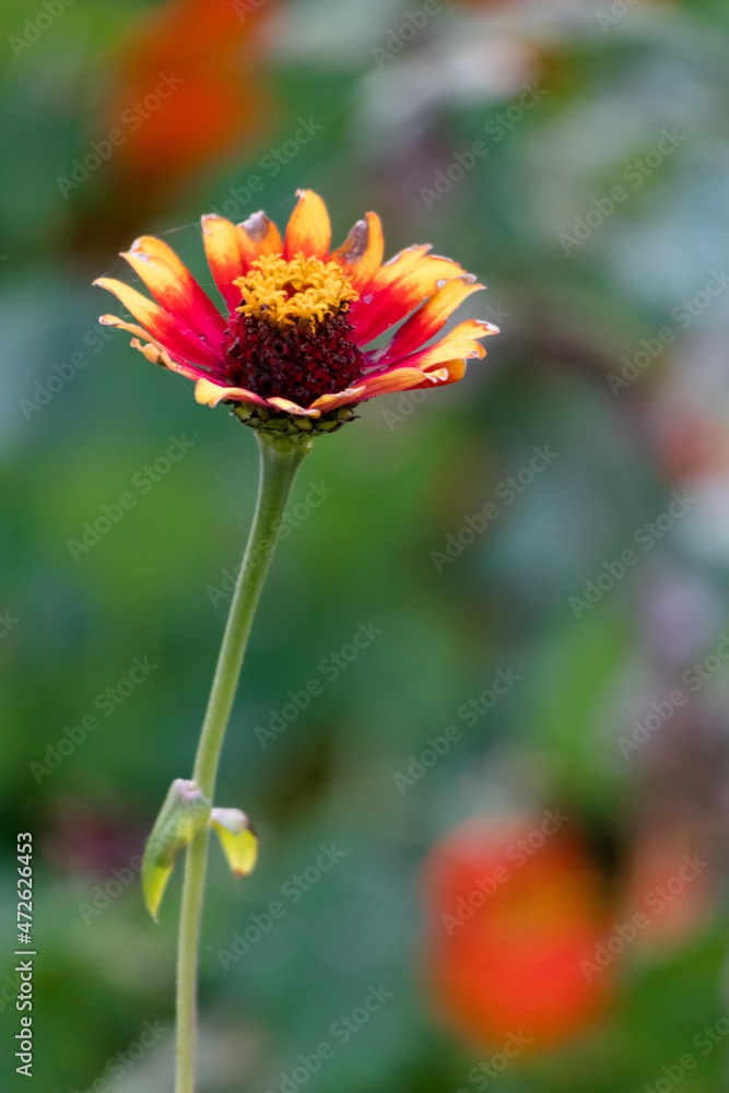 red and yellow flower red and yellow flower
