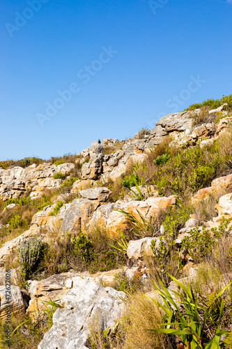 Rugged mountain landscape with fynbos flora in Cape Town