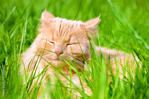 Ginger adult domestic cat sitting in grass and looking to camera © AnastazjaSoroka