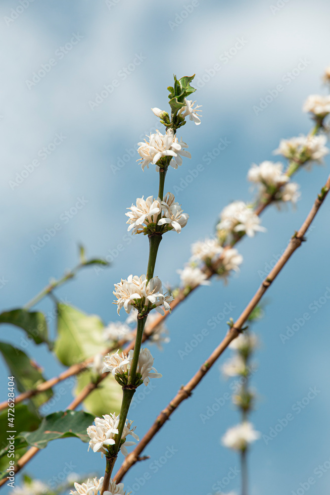 Flowering in the coffee plantation in Varginha, Minas Gerais, Brazil Flowering in the coffee plantation in Varginha, Minas Gerais, Brazil