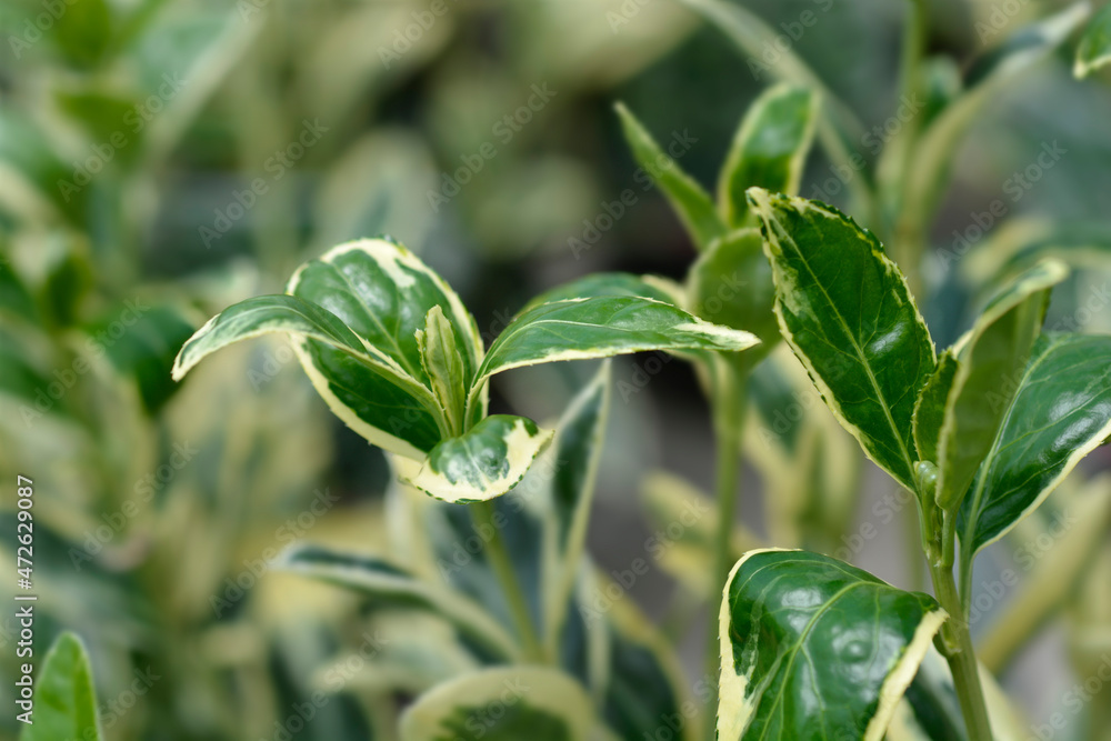 Obraz premium Japanes spindle Bravo