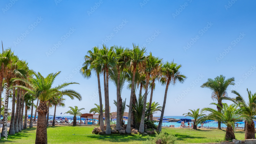 Palm trees on tropical sandy beach in Ayia Napa, Cyprus.