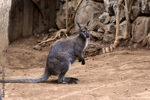 Young Wallaby. Wallaby is a group of species of marsupial mammals from the kangaroo family (Latin Macropodidae) photo