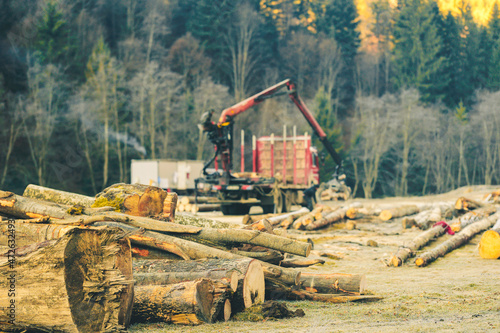 Timber exploitations that involve illegal logging should be strongly condemned. Logging companies are responsible for the removal of green forest, preventing the exploitation of timber plant new trees