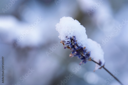 Selective focus some snow melting on branches of wild flower, Beautiful nature of purple flower in winter with vintage tone for holiday background