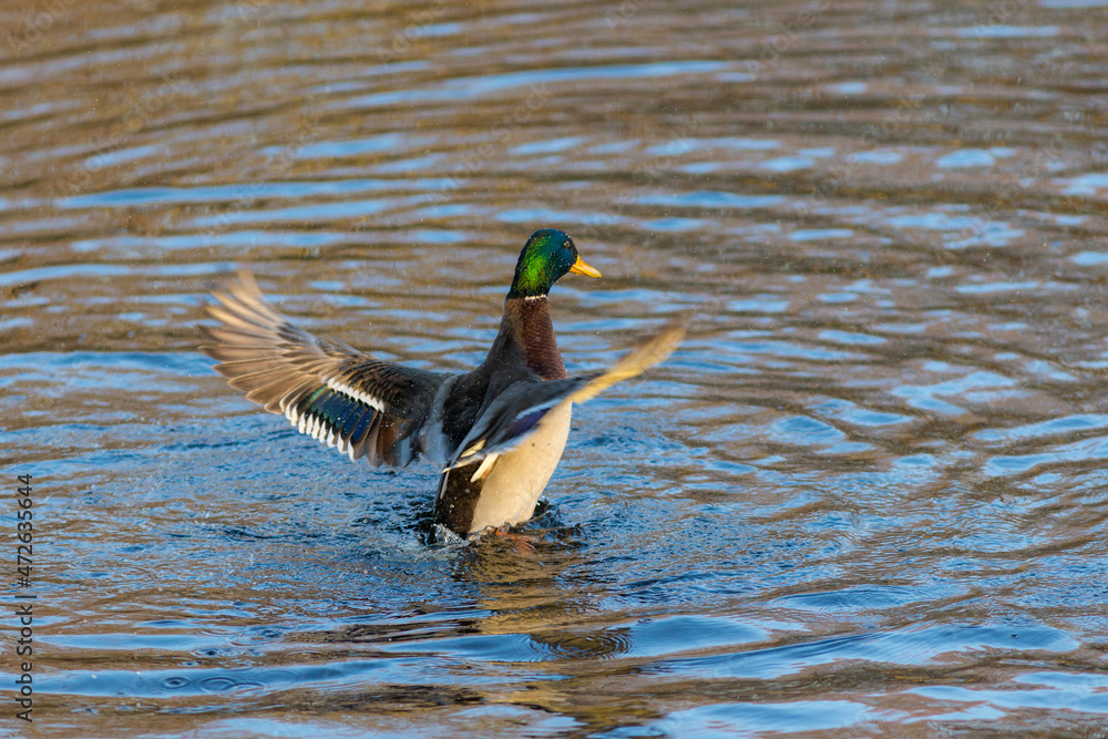 Obraz premium duck in the water