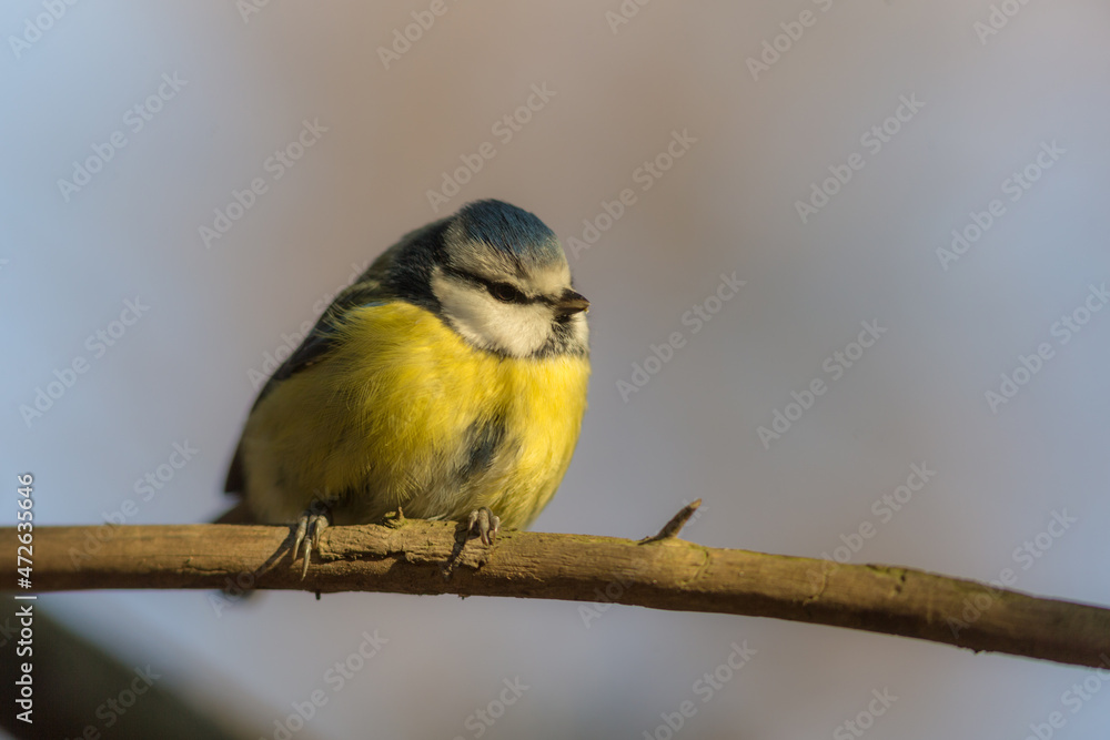 Fototapeta premium blue tit on a branch