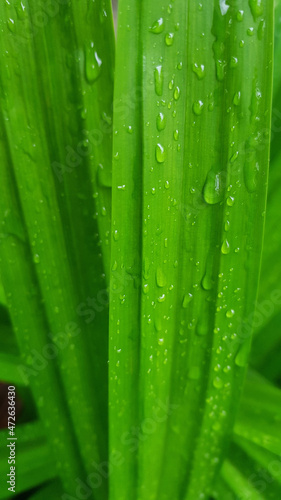 Light green pandan leaves with water droplets on the leaves, planted in the garden.