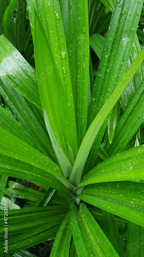 Light green pandan leaves with water droplets on the leaves, planted in the garden.