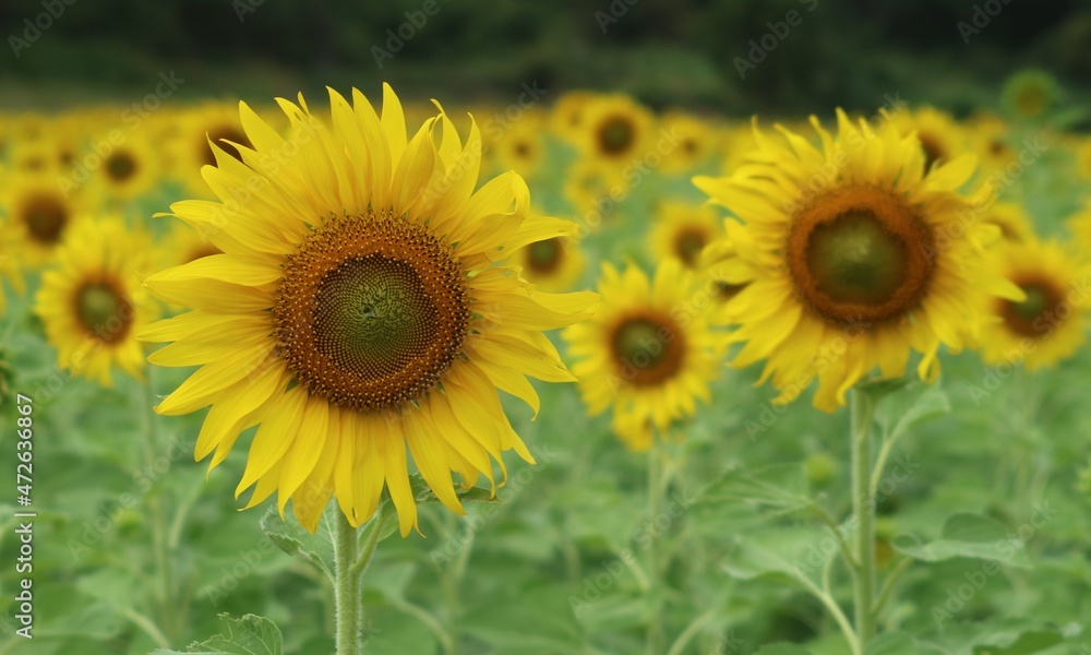 Fototapeta premium Sunflowers in the sunflower field focus on the front flower.
