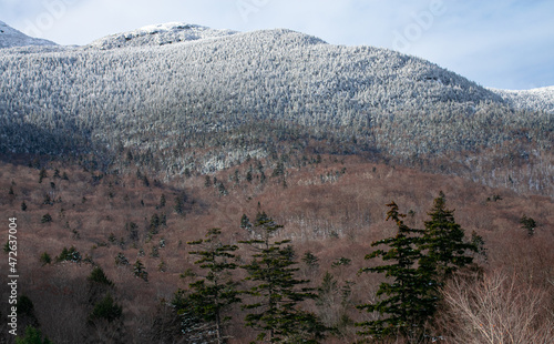 Snow covered mountains surrounded by a field of pine trees and maple trees.