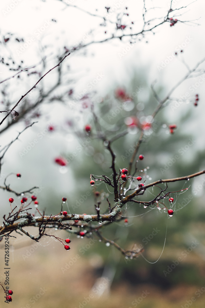 Hawthorn berries on a branch on an autumn day with rain drops. Close up view of red berries.