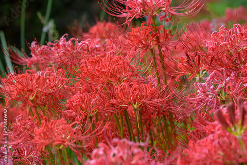 Red spider lily flowers in full bloom