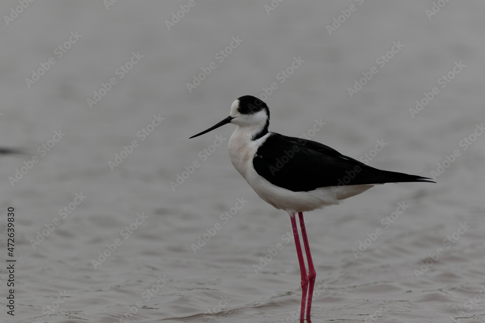 Obraz premium Black-winged Stilt Himantopus himantopus in Camargue, south-eastern France