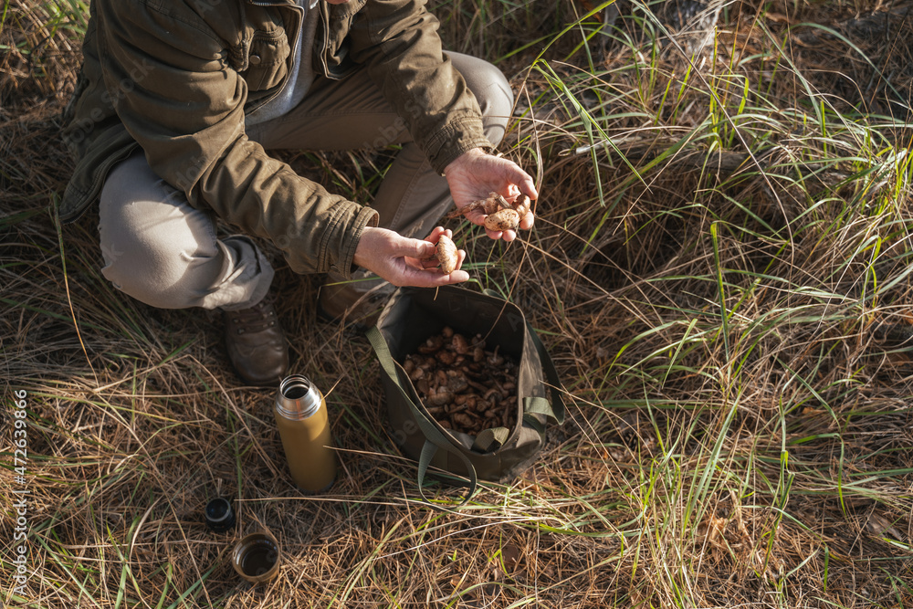Senior man holding mushrooms in his hands and putting it to the bag Senior man holding mushrooms in his hands and putting it to the bag