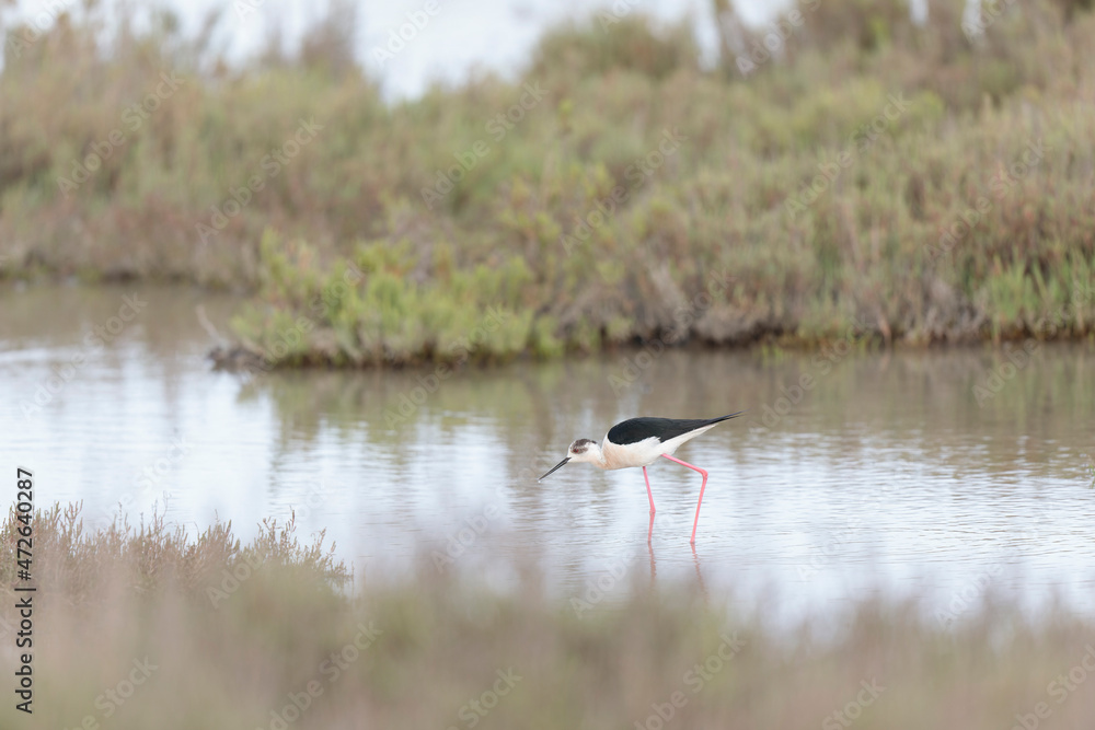 Fototapeta premium Black-winged Stilt Himantopus himantopus in Camargue, south-eastern France