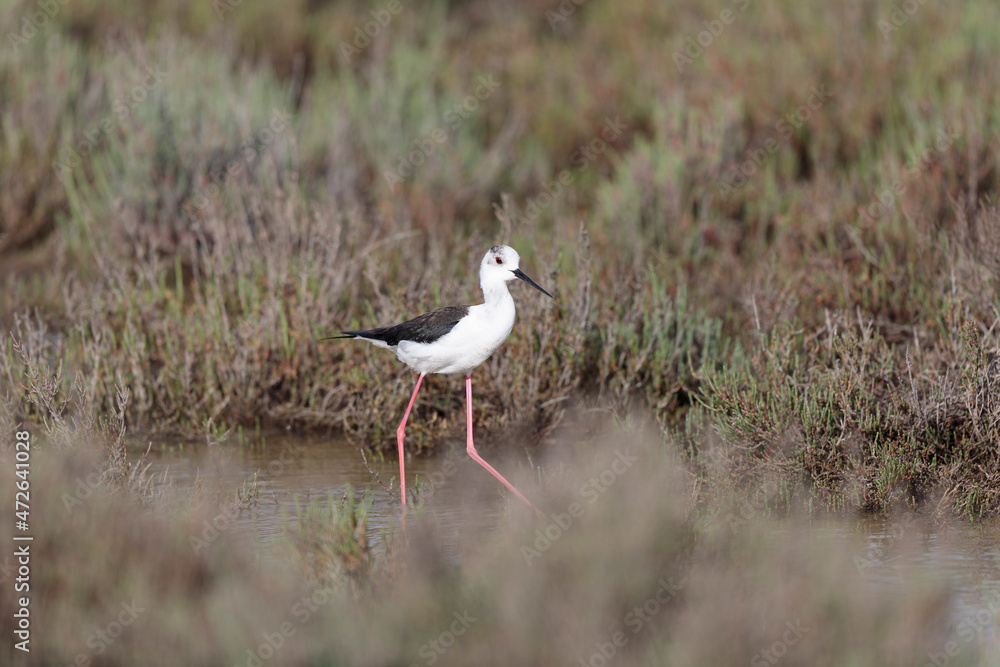 Black-winged Stilt Himantopus himantopus in Camargue, south-eastern France Black-winged Stilt Himantopus himantopus in Camargue, south-eastern France