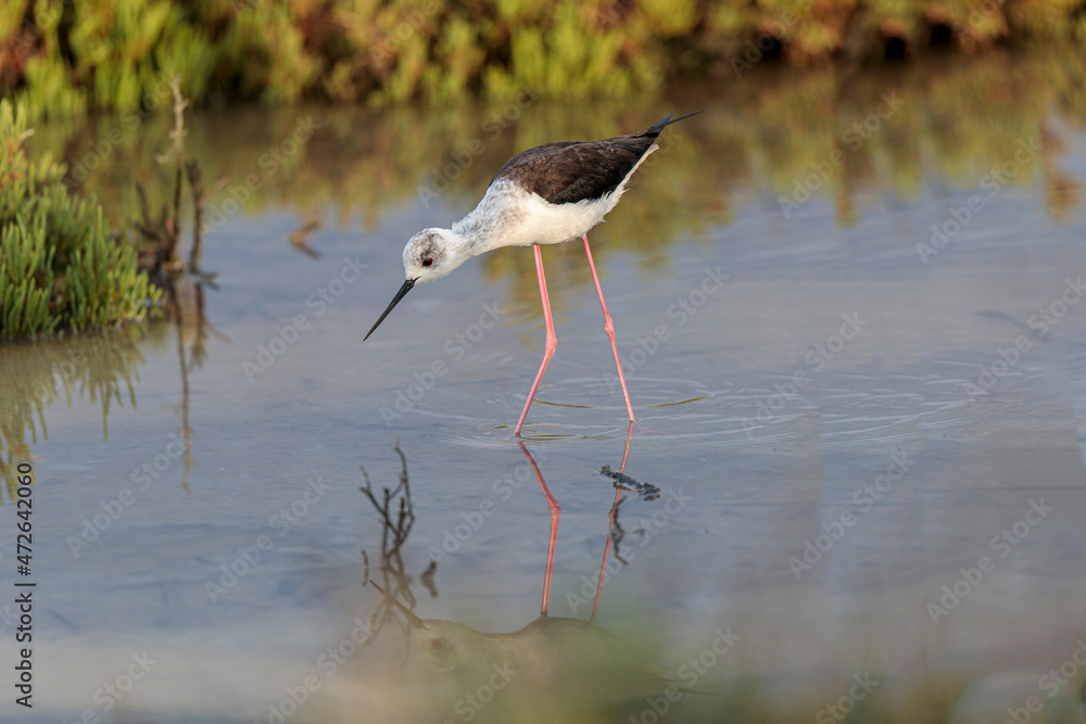 Obraz premium Black-winged Stilt Himantopus himantopus in Camargue, south-eastern France
