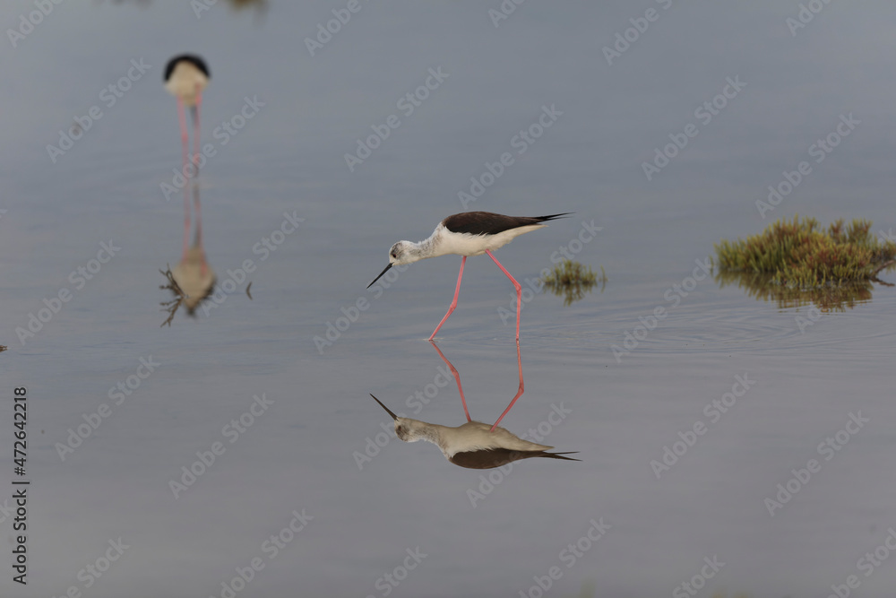 Black-winged Stilt Himantopus himantopus in Camargue, south-eastern France Black-winged Stilt Himantopus himantopus in Camargue, south-eastern France