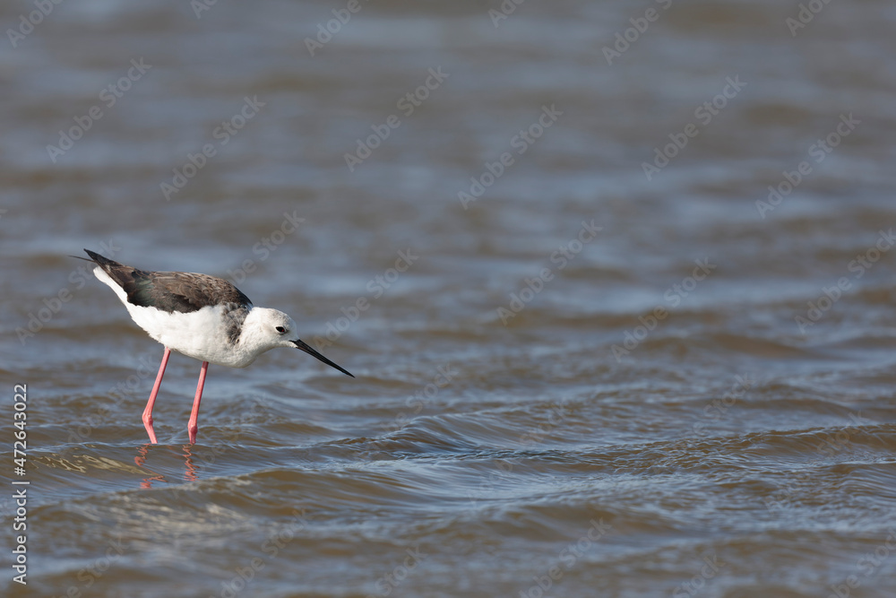 Black-winged Stilt Himantopus himantopus in Camargue, south-eastern France Black-winged Stilt Himantopus himantopus in Camargue, south-eastern France