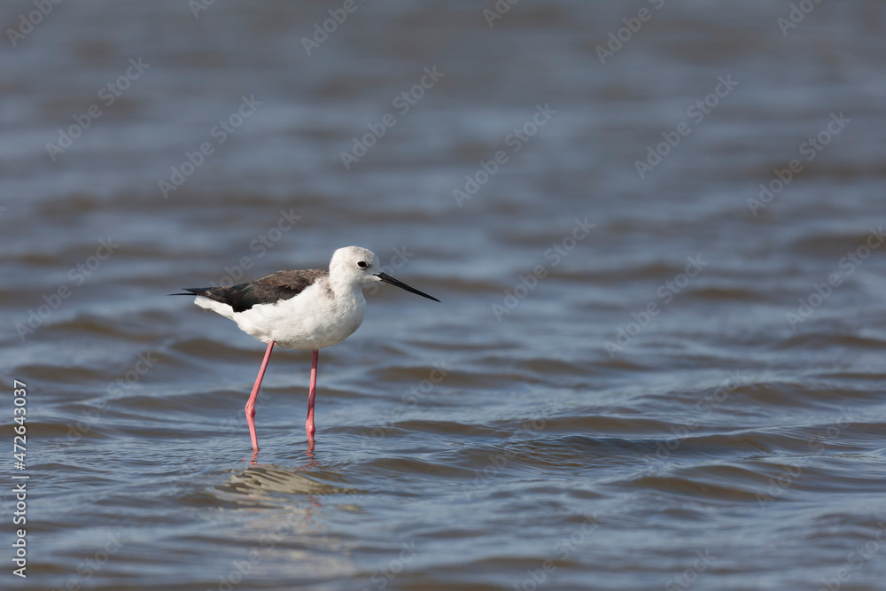 Black-winged Stilt Himantopus himantopus in Camargue, south-eastern France Black-winged Stilt Himantopus himantopus in Camargue, south-eastern France