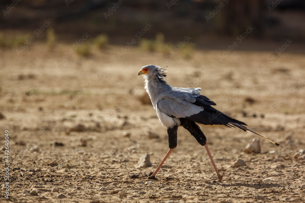 Obraz premium Secretary bird walking in dry land habitat in Kgalagadi transfrontier park, South Africa; specie Sagittarius serpentarius family of Sagittariidae