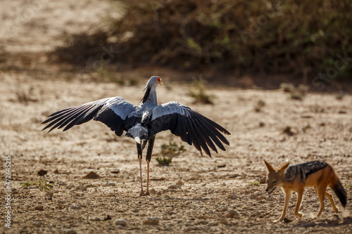 Secretary bird spread wings with black backed jackal in foregrounc in Kgalagadi transfrontier park, South Africa; specie Sagittarius serpentarius family of Sagittariidae photo