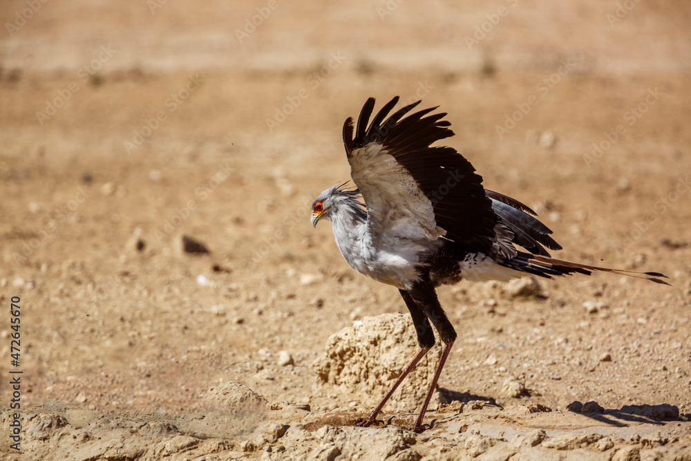 Secretary bird spread wings in Kgalagadi transfrontier park, South Africa; specie Sagittarius serpentarius family of Sagittariidae Secretary bird spread wings in Kgalagadi transfrontier park, South Africa; specie Sagittarius serpentarius family of Sagittariidae