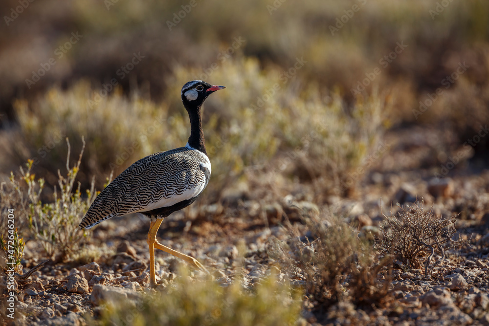 White quilled Bustard walking side view in scrubland in Kgalagadi transfrontier park, South Africa; specie Afrotis afraoides family of Otididae White quilled Bustard walking side view in scrubland in Kgalagadi transfrontier park, South Africa; specie Afrotis afraoides family of Otididae