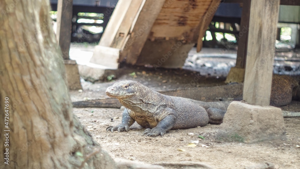 An endemic animal called Komodo An endemic animal called Komodo
