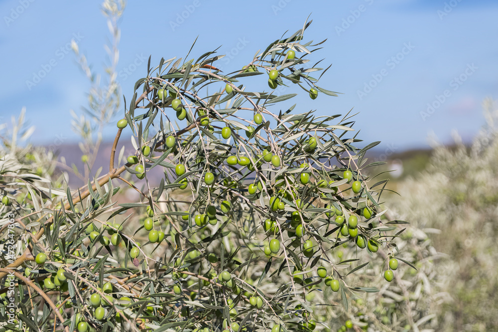 Detailed view of olive branch, detail of leaves and green olives ready to be picked Detailed view of olive branch, detail of leaves and green olives ready to be picked