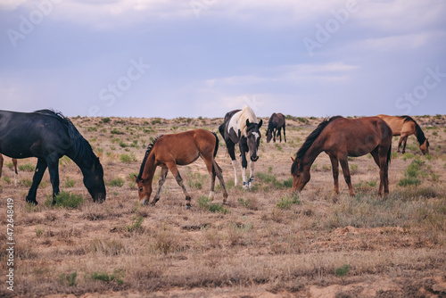 herd of horses