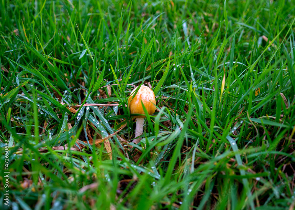 Close up of a Yellow field cap mushroom (Bolbitius titubans)
Close up of a Yellow field cap mushroom (Bolbitius titubans)