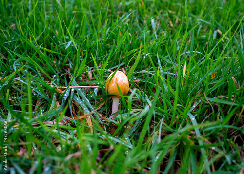 Wallpaper Mural Close up of a Yellow field cap mushroom (Bolbitius titubans)
 Torontodigital.ca