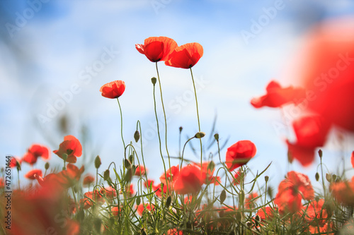 A field of poppy flowers in low angle view.