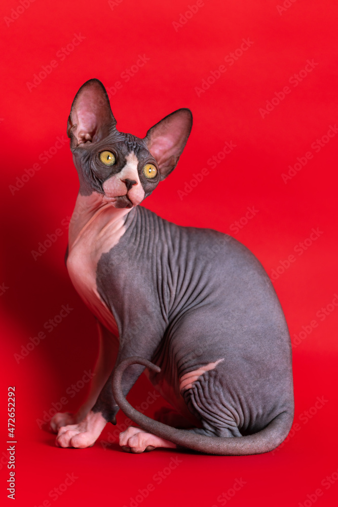Portrait of luxury black and white cat posing on scarlet background with shadow. Graceful young female kitten with large round yellow eyes sitting and looking away. Concept of adorable cats.