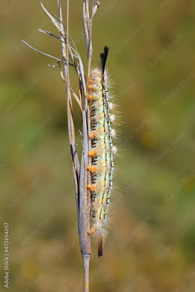 Close-up of a hairy caterpillar on a branch in natural habitat, South Africa. Close-up of a hairy caterpillar on a branch in natural habitat, South Africa.