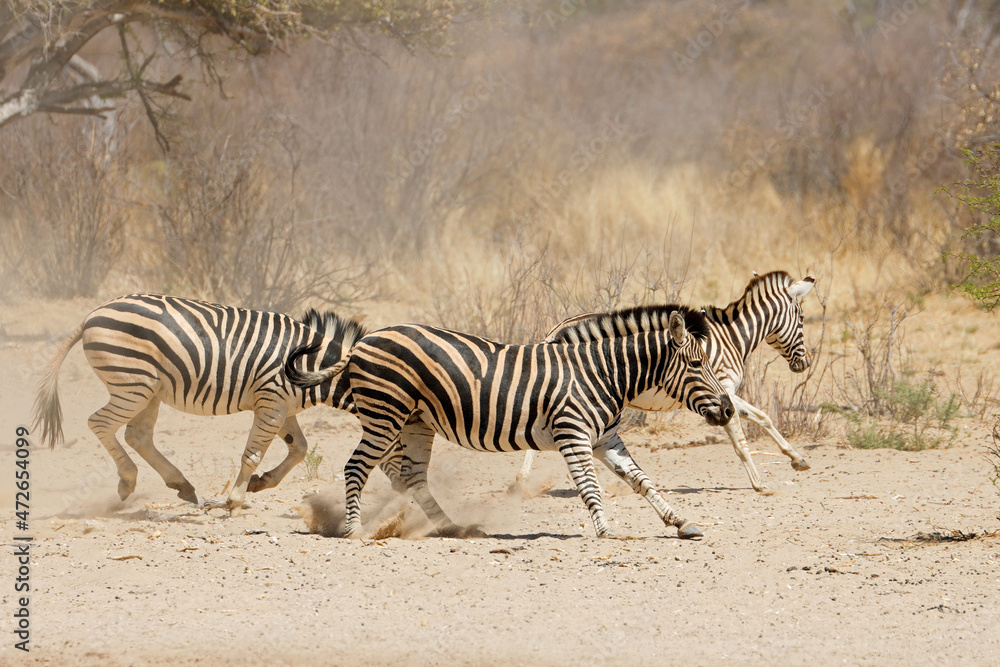 Fototapeta premium Alert plains zebras (Equus burchelli) running on dusty plains, South Africa.