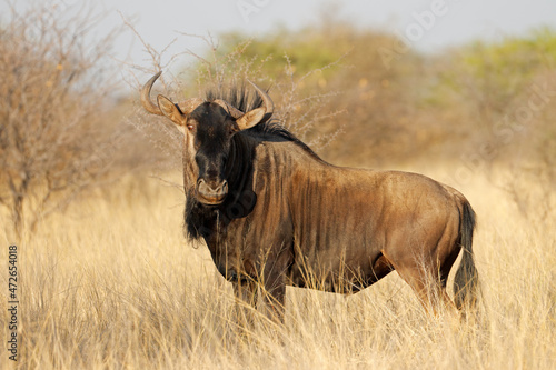 Fototapeta Naklejka Na Ścianę i Meble -  A blue wildebeest (Connochaetes taurinus) in natural habitat, South Africa.