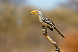 A yellow-billed hornbill (Tockus flavirostris) perched on a branch, South Africa.