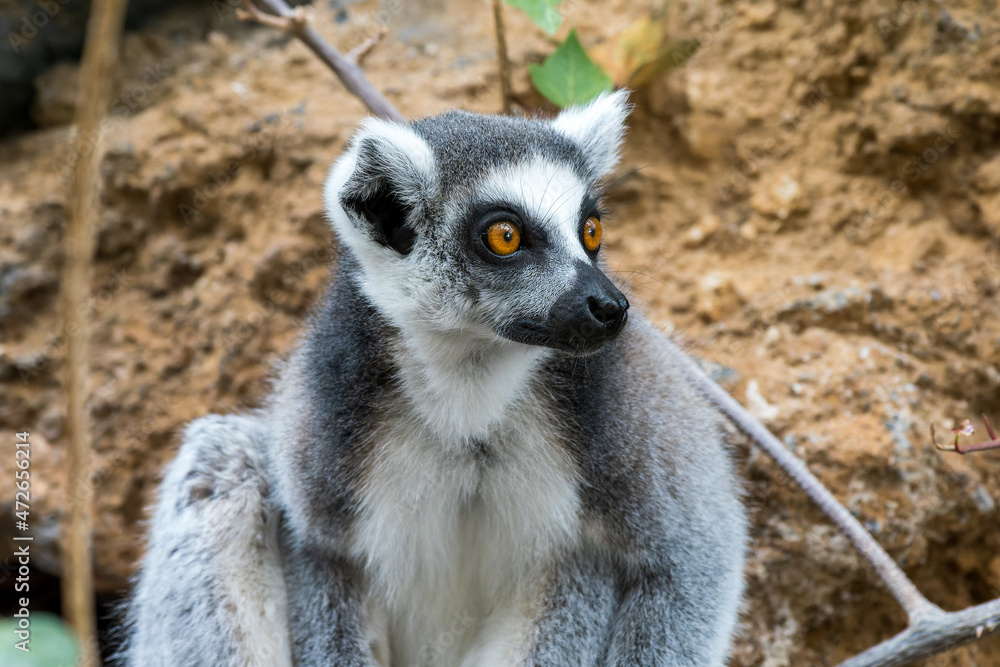 Fototapeta premium Ring-tailed lemur pensively looks into the distance