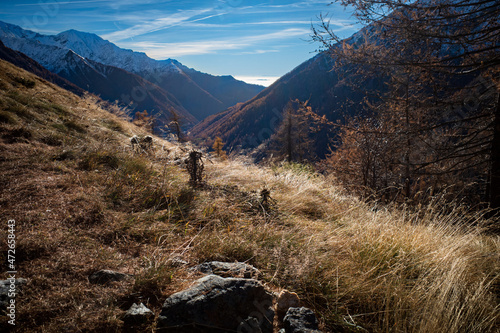 The sun over the fog