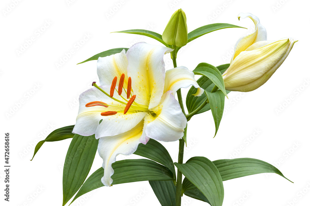 Large flower of a white lily with a bud. Hybrid. Isolated on white background