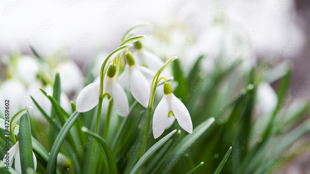 Fototapeta premium Natural background with first spring flowers white snowdrops